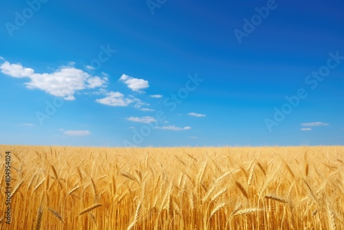 Scenic view of a golden wheat field under a blue sky