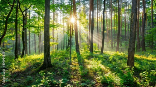 Serene forest backdrop with sunlight filtering through lush green foliage