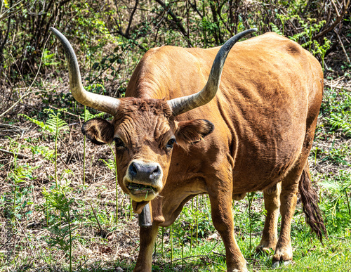 The Cachena cow in Nationalpark Peneda-Geres in North Portugal, a traditional Portuguese mountain cattle