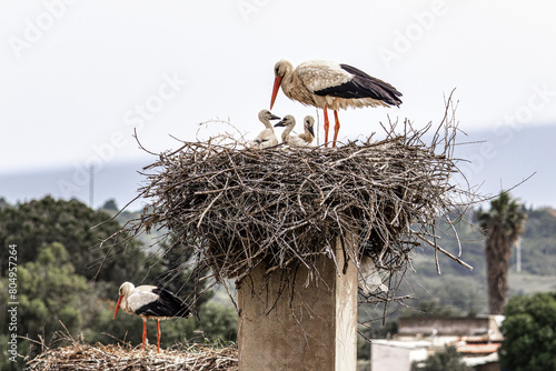 White Storks, Ciconia ciconia at Odiaxere in the Algarve region, District Faro, Portugal.