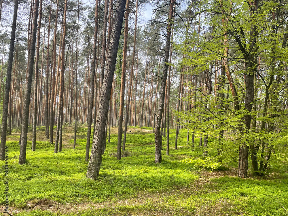 Naklejka premium Green forest, leaning trees, the essence of mother nature 4:3