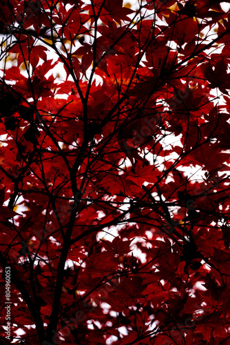 Landscapes