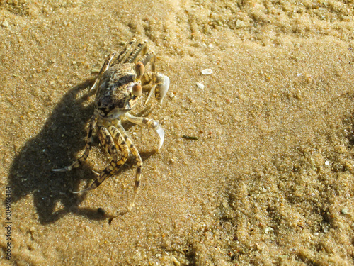 A small Ghost crab looking towards the sun, on the beach of Inhaca island of the south Coast of Mozambique photo