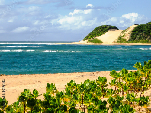 Cuadro en lienzo Tall vegetate beach dunes of Mozambique on a clear day with leaves of Scaevola p