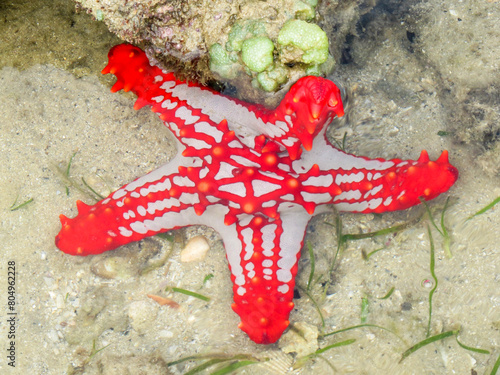 A single bright red and grey, red knob sea star, Protoreaster linckii, next to a light green macro-algae, on the tidal flats of the Inhaca Barrier Island System of Mozambique. photo