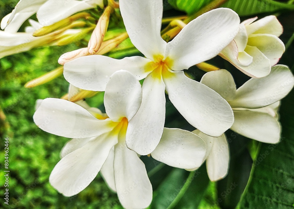 Fototapeta premium white frangipani flower