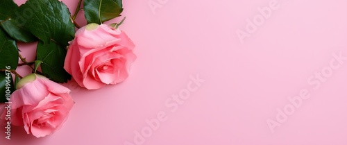 Top View of Pink Rose Flower on Isolated Background: Empty Space for Wedding Invitation Cards. Concept for Valentine's Day or Mother's Day Holiday