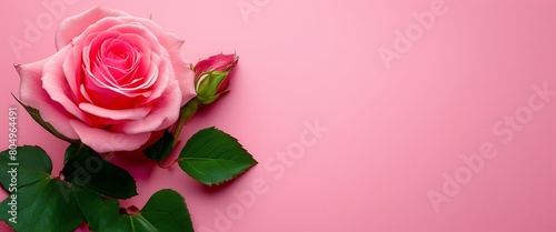 Top View of Pink Rose Flower on Isolated Background  Empty Space for Wedding Invitation Cards. Concept for Valentine s Day or Mother s Day Holiday