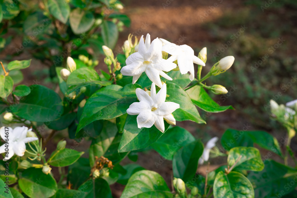 beautiful blooming white jasmine flowers, it is in the front of the house garden. taken in the countryside, Myanmar. beautiful blooming white jasmine flowers, it is in the front of the house garden. taken in the countryside, Myanmar.