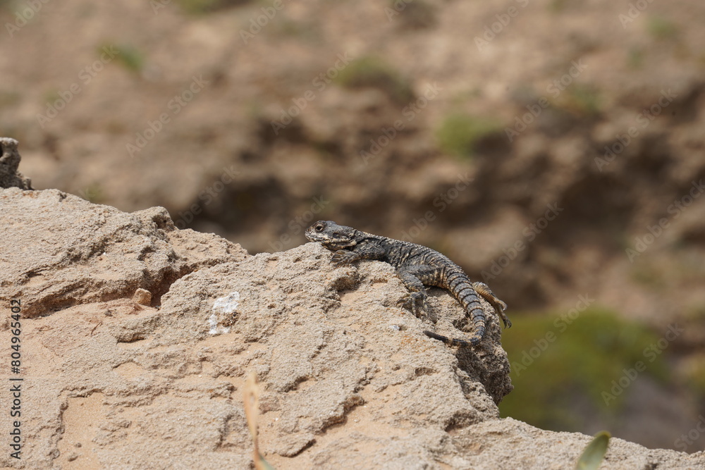 Starred agama enjoing the sun on the rocks in Israel close-up. The brightly lit by the sun lizard on stones Starred agama enjoing the sun on the rocks in Israel close-up. The brightly lit by the sun lizard on stones