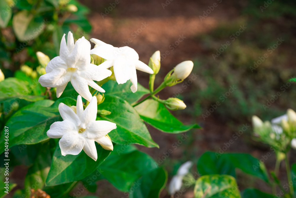 Fototapeta premium beautiful blooming white jasmine flowers, it is in the front of the house garden. taken in the countryside, Myanmar.