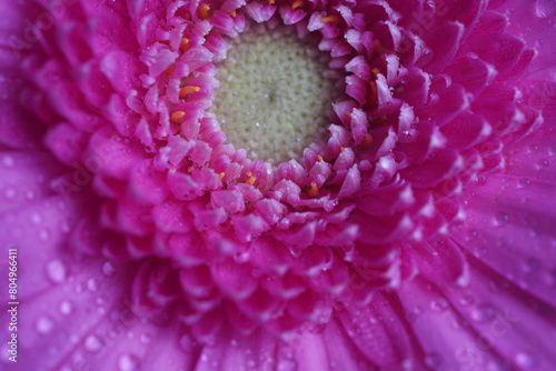 Gerbera  pink flower - macro photography with detail of Gerbera flower. Gerbera Daisy Pink