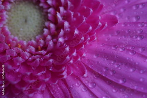 Gerbera  pink flower - macro photography with detail of Gerbera flower. Gerbera Daisy Pink