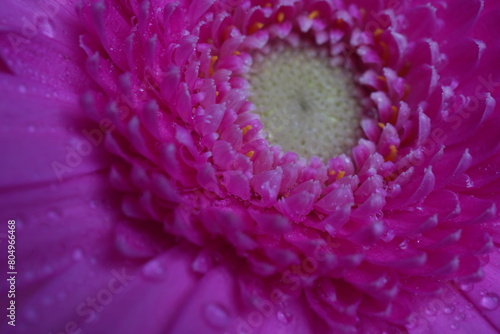 Gerbera  pink flower - macro photography with detail of Gerbera flower. Gerbera Daisy Pink