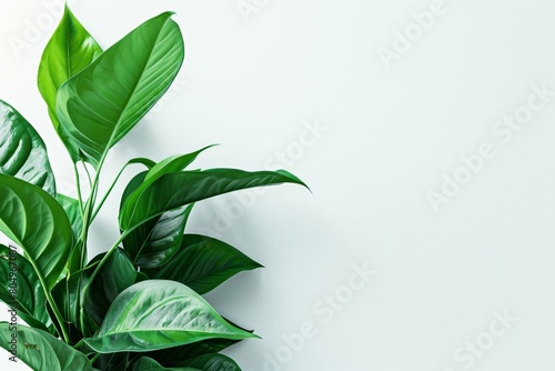 Green leaves on a houseplant against a white background 