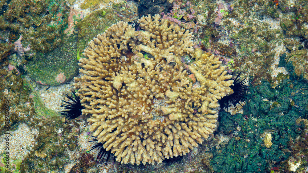 Obraz premium Brain coral is a common name given to various corals in the families Mussidae and Merulinidae, so called due to their generally spheroid shape and grooved surface which resembles a brain