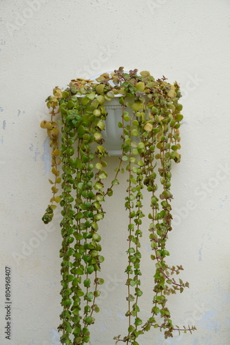 Close up photo of Plectranthus prostratus or Tangled hearts or Pillow plant in hanging pot. photo