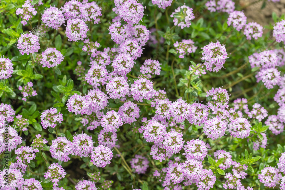 Detail shot of a carpet of pink blooming of winter savory (Satureja montana). Perennial cushion plant. Detail shot of a carpet of pink blooming of winter savory (Satureja montana). Perennial cushion plant.
