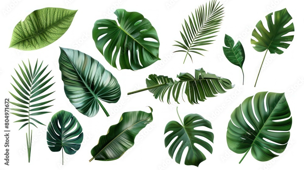 Fototapeta premium Collection of tropical leaves foliage plant in green color with space clean isolated background