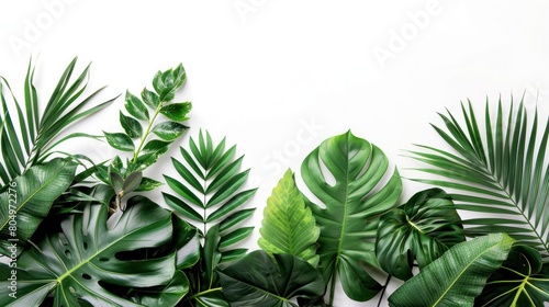 Collection of tropical leaves  foliage plant in green color with space clean isolated background