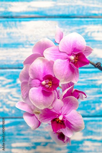 A branch of purple orchids on a blue wooden background 