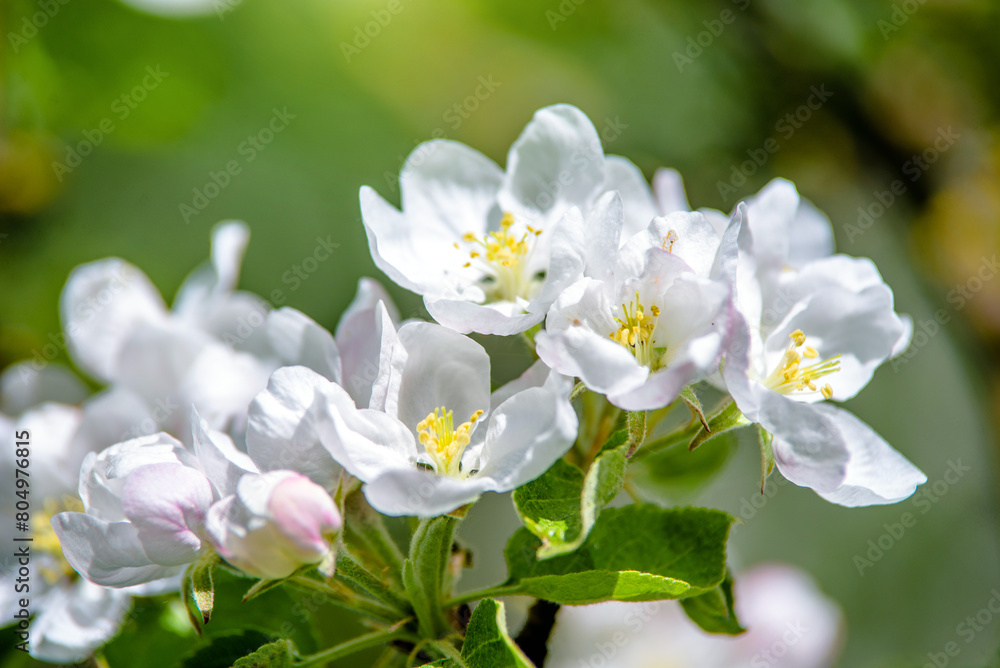 appletree blossom branch in the garden in spring
appletree blossom branch in the garden in spring