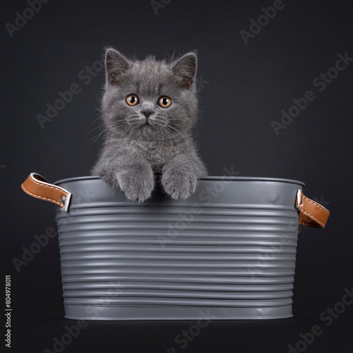 Charming blue British Shorthair cat kitten, sitting in metal bucket with paws over edge. Looking straight to camera with light orange eyes. Isolated on a black background.