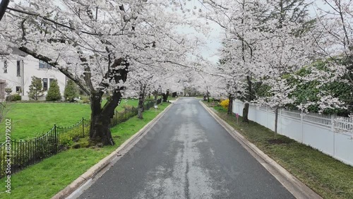 Wallpaper Mural Spring in the Kenwood, Bethesda	
 Torontodigital.ca