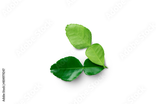 Kaffir lime  bergamot  leaves  upper surface and lower surface  with clipping path  isolated on white background  top view  flat lay.