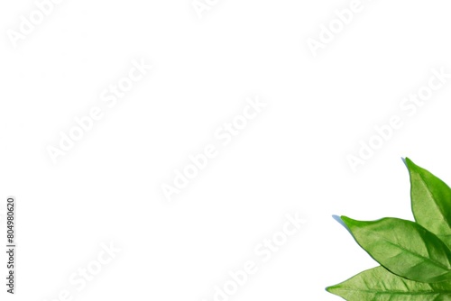 Green leaves in a white background frame © Phittinan