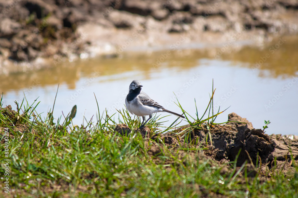 Obraz premium White wagtail (Motacilla alba). White wagtail resting near the waterhole. Bird, animal
