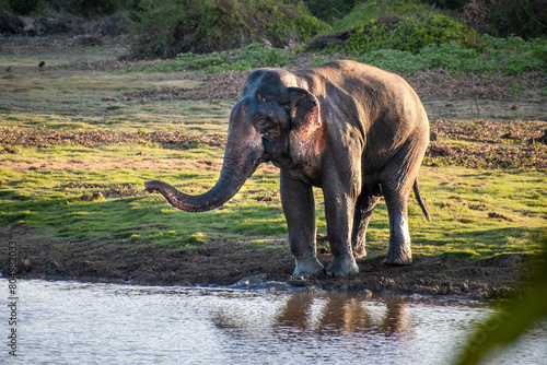 elephant in the water