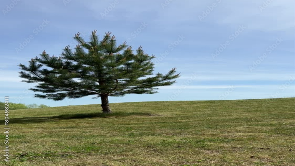 Lonely pine tree on a hill, vertical video.
