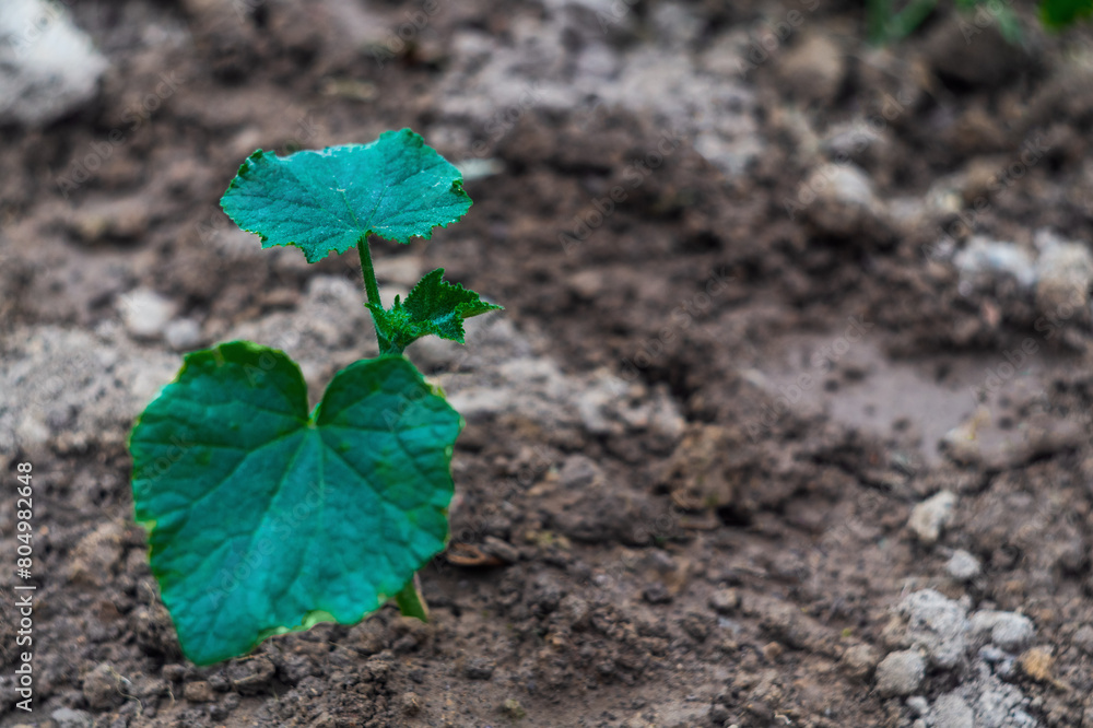 Green young cucumber seedling planted in the ground close-up with copy space for adding thematic text lettering on housekeeping, gardening, vegetable growing, autonomous survival and vegetarianism Green young cucumber seedling planted in the ground close-up with copy space for adding thematic text lettering on housekeeping, gardening, vegetable growing, autonomous survival and vegetarianism