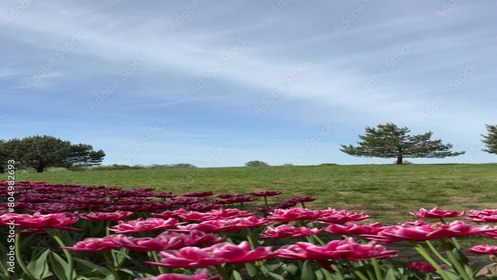 Field of tulips and blue sky, idyllic spring scene, vertical video. Field of tulips and blue sky, idyllic spring scene, vertical video.