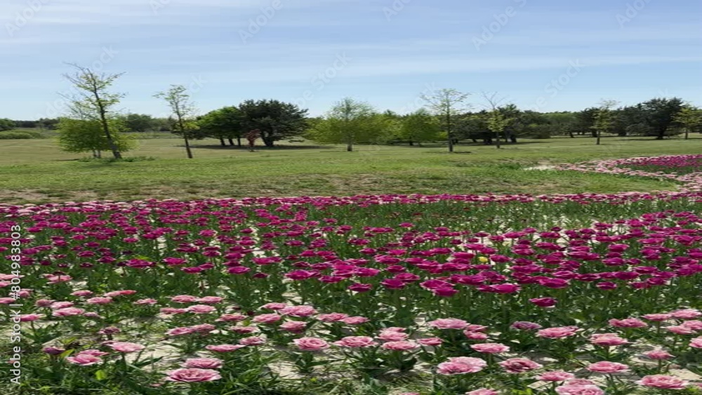 Flowerbed with tulips in spring park, vertical video. Flowerbed with tulips in spring park, vertical video.