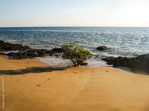 A single Mangrove Sapling on a sandy beach on Inhaca Island of the Southern Coast of Mozambique photo