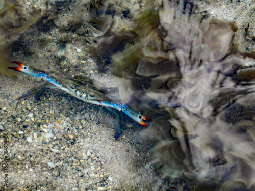 A blue swimmer crab, posturing with its pinchers spread to look bigger, in the intertidal Zone offshore of Inhaca Island, Mozambique. photo