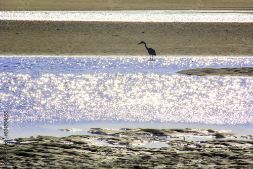 The silhouette of a heron on the sandbanks in the Intertidal zone of Inhaca Island along the coast of Southern Mozambique. photo