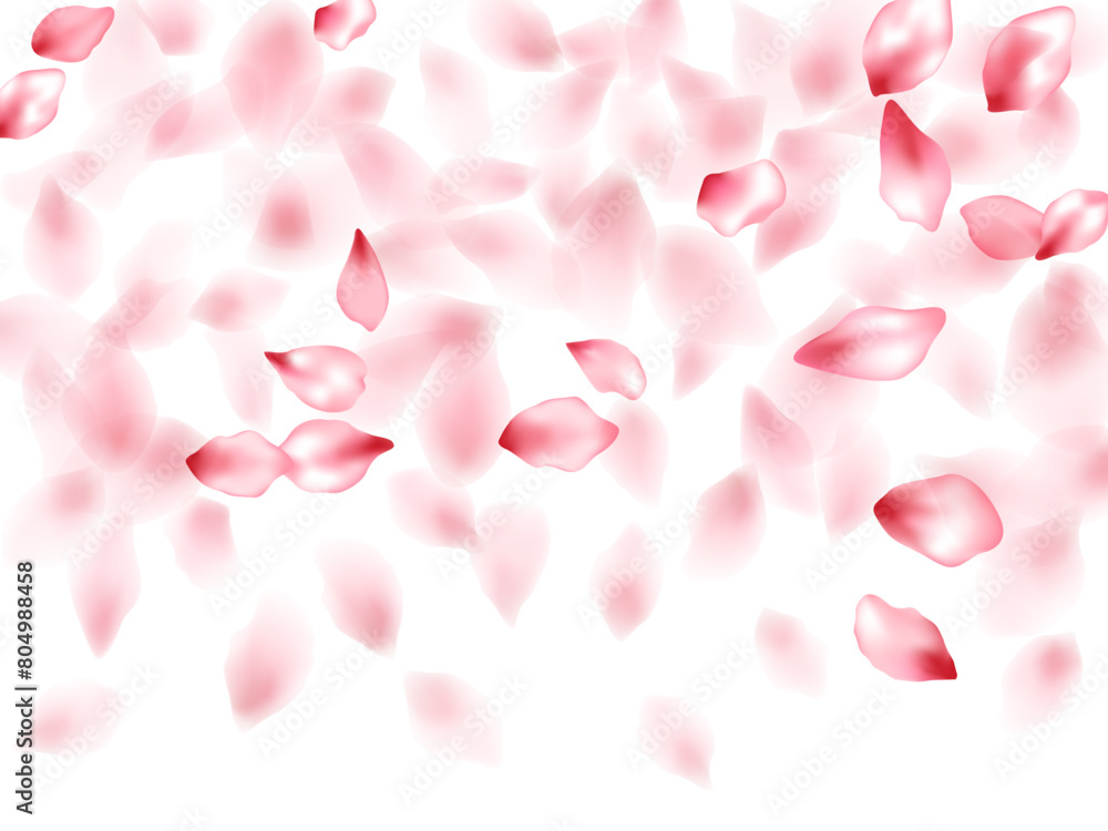 Pink sakura flower flying petals isolated on white vector background.