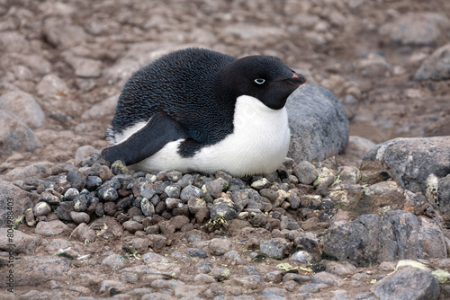 Adelie penguin on Paulet Island on the Antarctic Peninsula in Antarctica photo