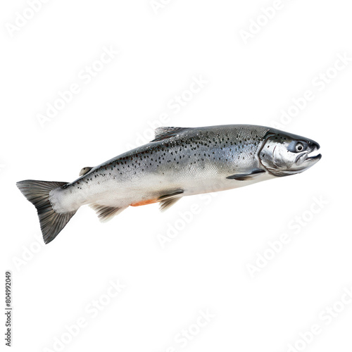 floating raw salmon isolate on transparency background PNG