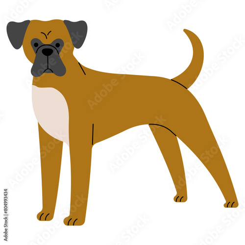 Boxer cute on a white background  vector illustration.