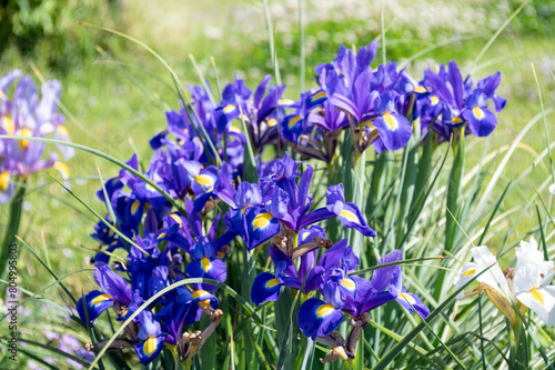 紫のダッチアイリス