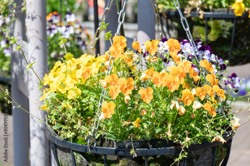 黄色のパンジーが満開