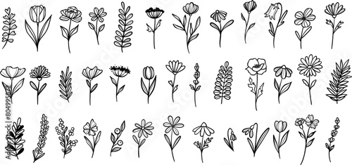 Flower and leaves, plant illustration set, vector clip art elements, isolated