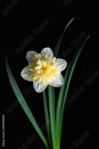 Beautiful blooming white and yellow narcissus flower isolated on black background. Rare varieties of flowers. Ideas for design and creativity.