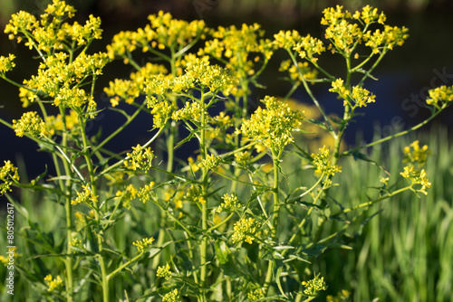Isatis tinctoria, dyer's woad yellow flowers closeup selective focus