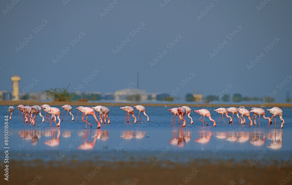Fototapeta premium The Flock of Flamingos