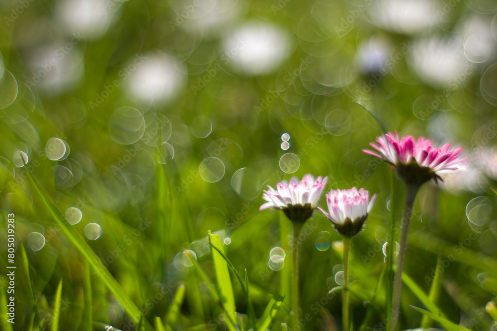 daisy flowers in morning dew with natural bokeh, soft focus daisy flowers in morning dew with natural bokeh, soft focus